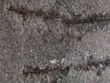 Carbonation Shrinkage in concrete